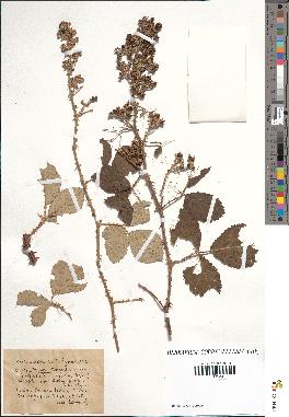 spécimen de Rubus tomentosus x ulmifolius