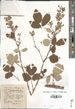 spécimen de Rubus tomentosus x ulmifolius