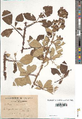 spécimen de Rubus tomentosus x ulmifolius