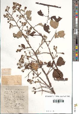 spécimen de Rubus tomentosus