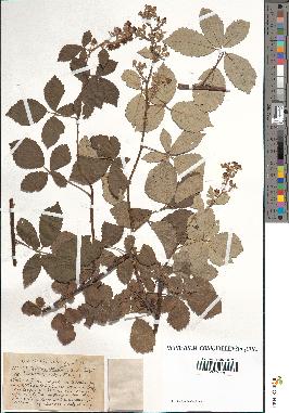 spécimen de Rubus tomentosus