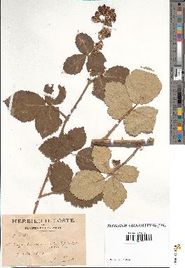 spécimen de Rubus tomentosus