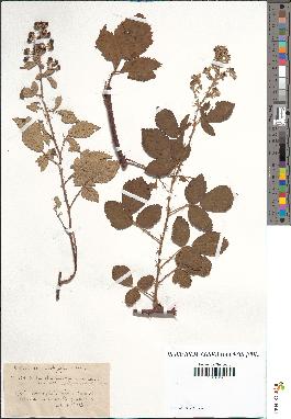 spécimen de Rubus tomentosus x obtusidens