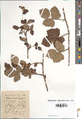 spécimen de Rubus tomentosus x caesius