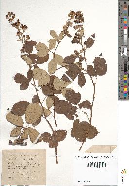 spécimen de Rubus lloydianus x ulmifolius