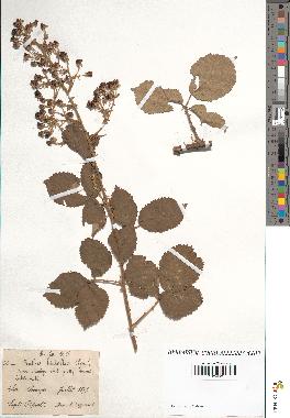 spécimen de Rubus lloydianus x ulmifolius