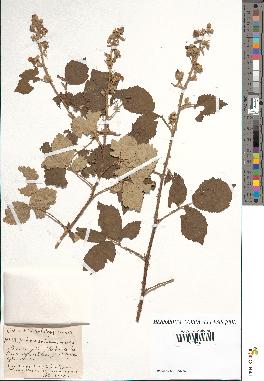 spécimen de Rubus lloydianus x ulmifolius