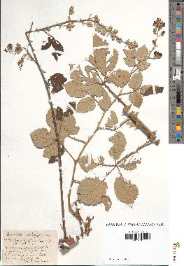 spécimen de Rubus lloydianus x ulmifolius