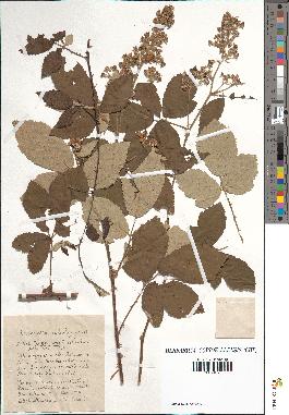 spécimen de Rubus tomentosus x ulmifolius