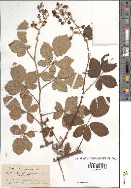 spécimen de Rubus tomentosus x ulmifolius