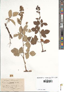 spécimen de Rubus tomentosus x ulmifolius