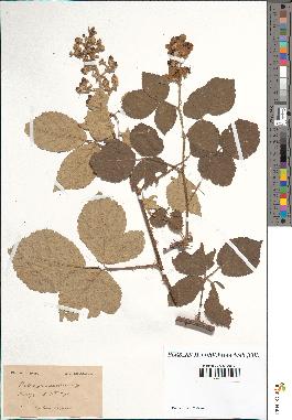 spécimen de Rubus tomentosus x ulmifolius