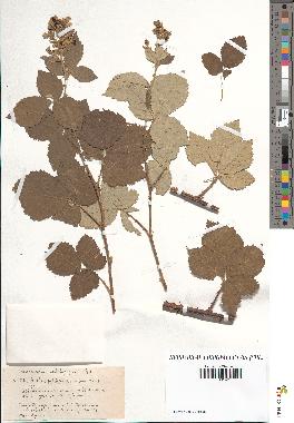 spécimen de Rubus tomentosus x ulmifolius