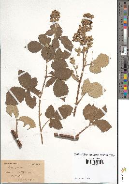 spécimen de Rubus tomentosus x ulmifolius