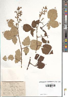 spécimen de Rubus lloydianus x procerus