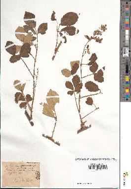 spécimen de Rubus lloydianus