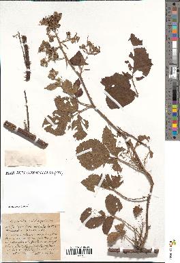 spécimen de Rubus pyramidalis