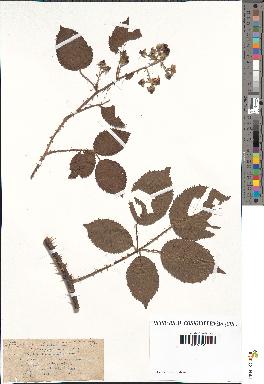 spécimen de Rubus pyramidalis