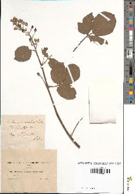 spécimen de Rubus majusculus