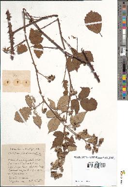 spécimen de Rubus questieri-ulmifolius