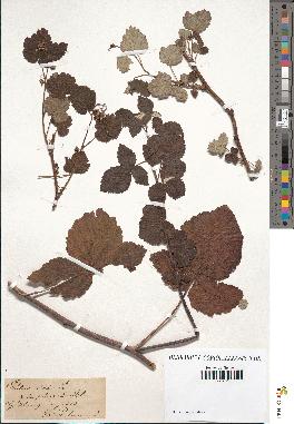 spécimen de Rubus idaeus