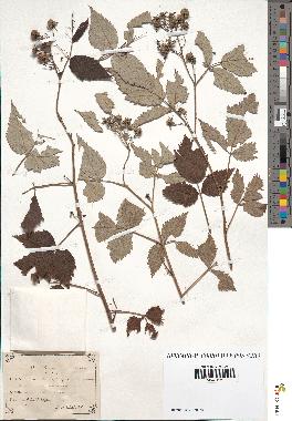 spécimen de Rubus idaeus