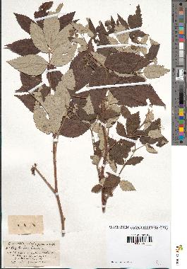 spécimen de Rubus idaeus