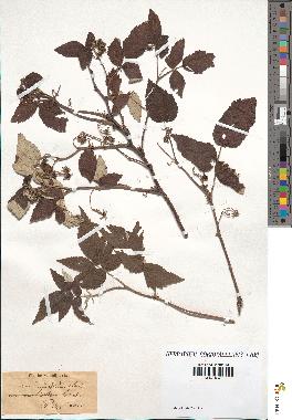 spécimen de Rubus idaeus