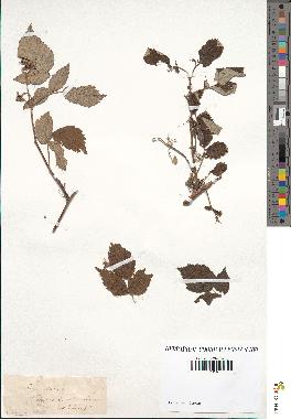 spécimen de Rubus idaeus