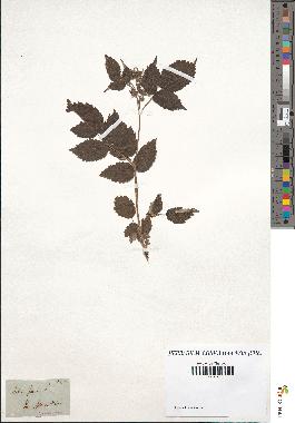 spécimen de Rubus idaeus