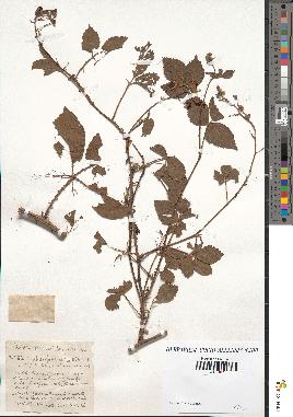 spécimen de Rubus fastigiatus