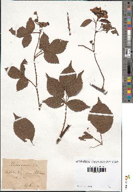 spécimen de Rubus opacus
