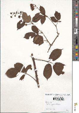 spécimen de Rubus opacus