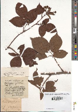 spécimen de Rubus opacus