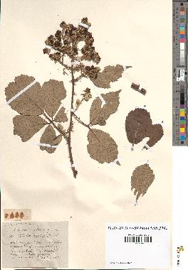 spécimen de Rubus questieri