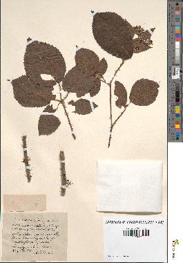 spécimen de Rubus chlorothyrsus