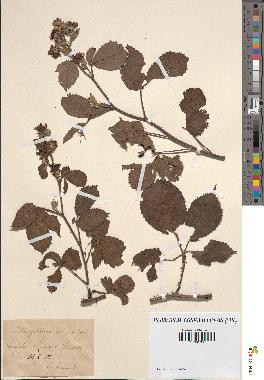 spécimen de Rubus gratus x vestitus