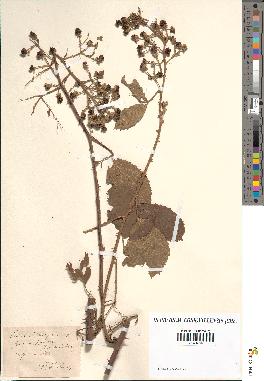 spécimen de Rubus clethraphilus