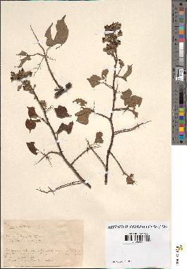 spécimen de Rubus clethraphilus