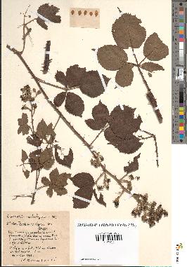 spécimen de Rubus vulgaris