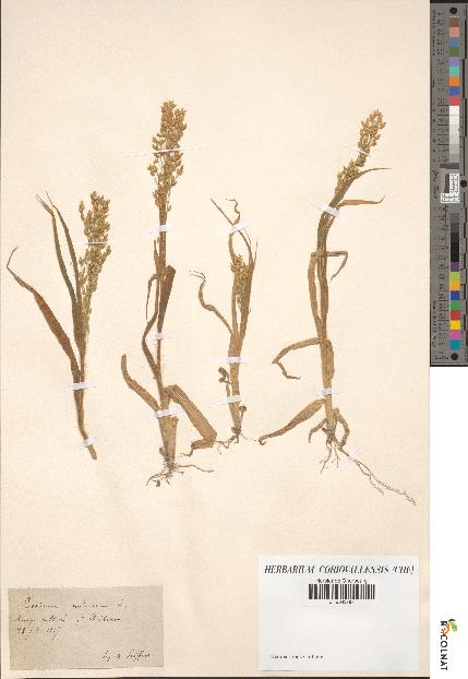 spécimen de Panicum miliaceum