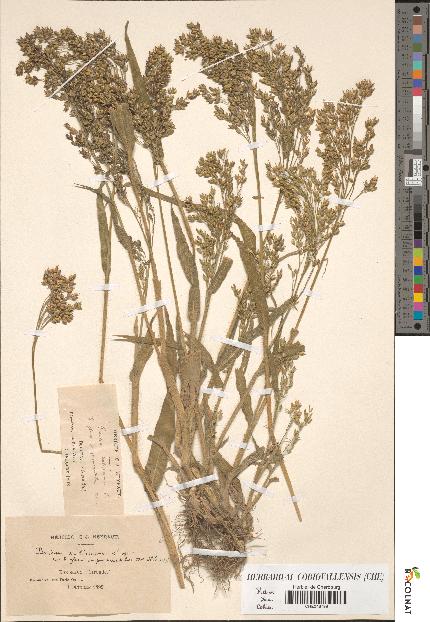 spécimen de Panicum miliaceum