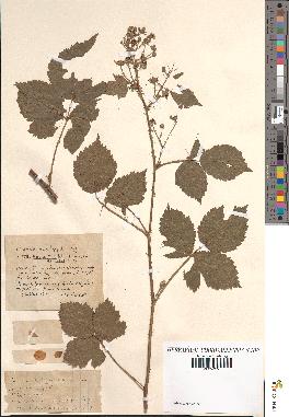 spécimen de Rubus spiculatus