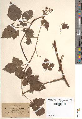 spécimen de Rubus nemorosus