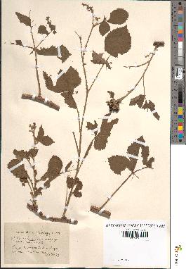 spécimen de Rubus nemorosus