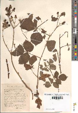 spécimen de Rubus nemorosus