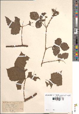 spécimen de Rubus nemorosus