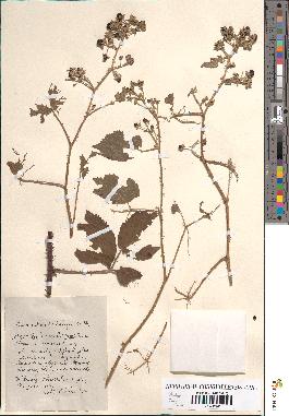 spécimen de Rubus milliformis