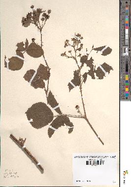 spécimen de Rubus milliformis