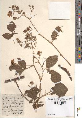 spécimen de Rubus milliformis